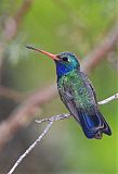 Broad-billed Hummingbirdborder=